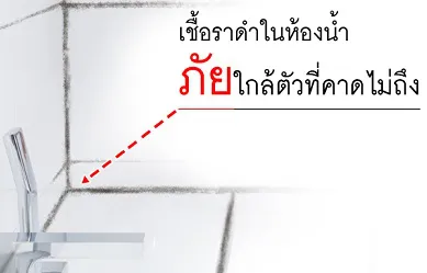 วิทยาศาสตร์กับการ “กำจัดเชื้อรา” (ในห้องน้ำ)